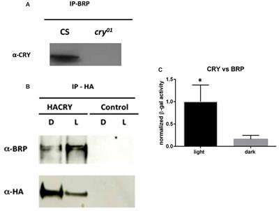 Cryptochrome Is a Regulator of Synaptic Plasticity in the Visual System of Drosophila melanogaster